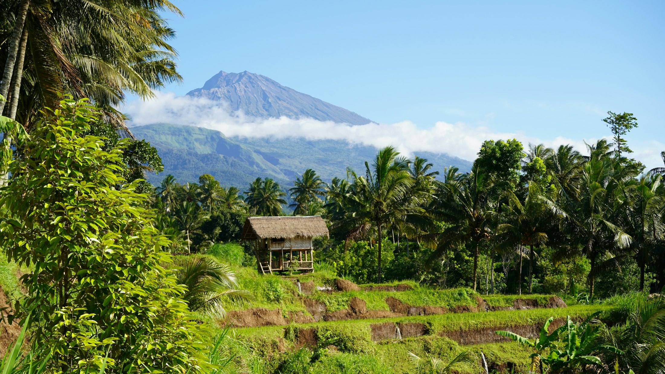 Mount Rinjani above palm trees and rice terraces in Lombok, Indonesia